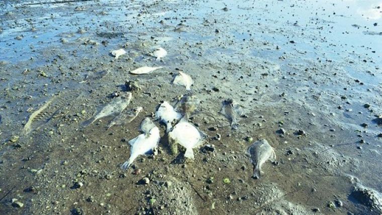 Er der stadig liv i havet 2026